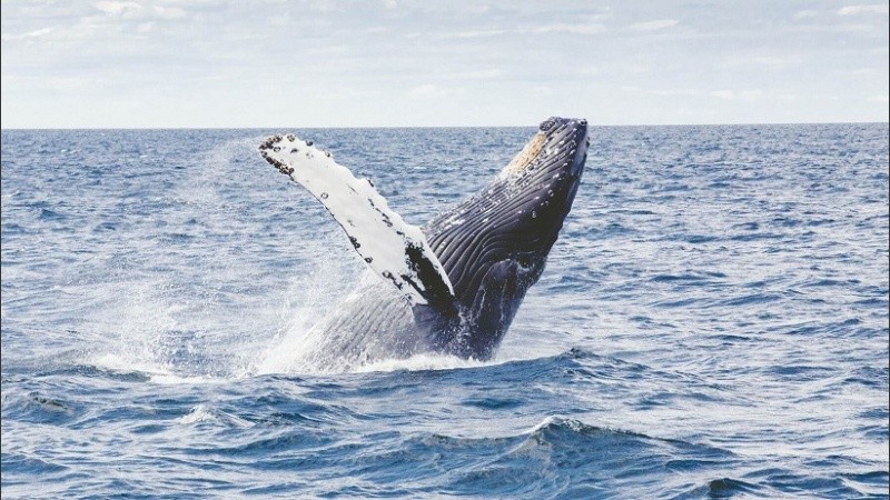 Un testigo vio a su compañero siendo eyectado por la ballena en el océano Atlántico.    
