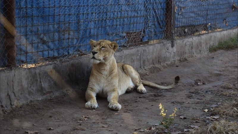 Los ejemplares fueron examinados por funcionarios de la brigada de control ambiental.