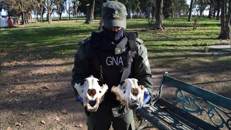 Se encontraron restos de otros felinos y cráneos.