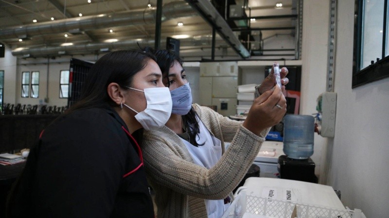 Dos chicas encargadas de verificar que las dosis se hayan descongelado para repartirlas en los distintos puestos de vacunación. 