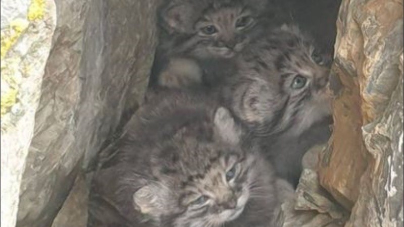 El manul es uno de los felinos más sigilosos de Rusia.