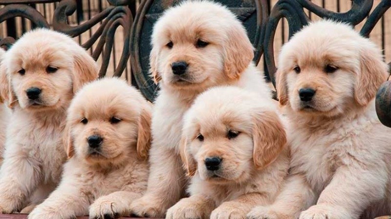 Un estudio revela que los cachorros de perro nacen con la capacidad genética  de entender a los humanos | Rosario3
