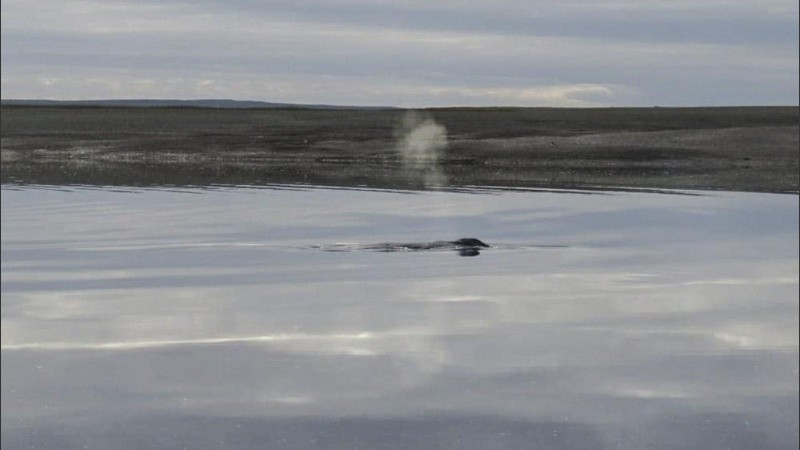 Se trata de un cetáceo de la especie comúnmente conocida como ballena jorobada.