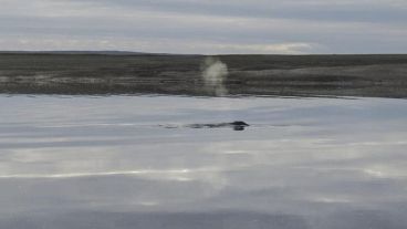 Se trata de un cetáceo de la especie comúnmente conocida como ballena jorobada.