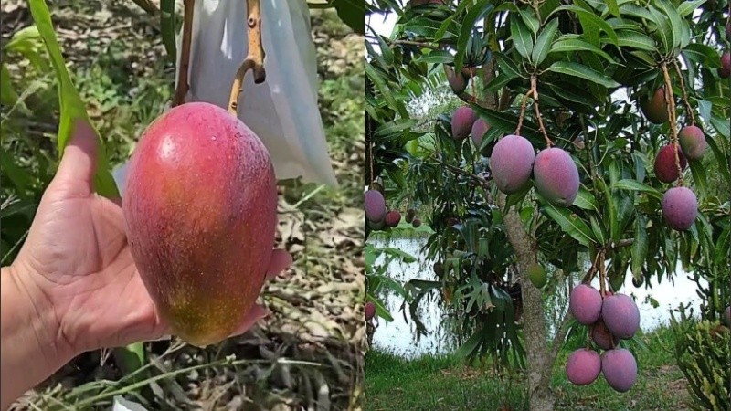 El mango Miyazaki se vende por miles de dólares en subastas especiales en Japón.