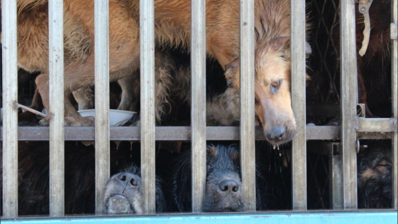 En los eventos de 2016 y 2017, los animalistas lograron rescatar con vida a miles de canes al bloquear varios camiones que los estaban transportando hasta los mercados de Yulin. (HSIGlobal)          