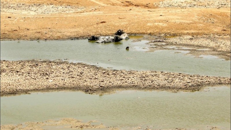 Las sequías representan uno de los principales problemas medioambientales.