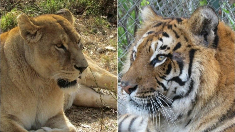 Kiara y Prince, los dos grandes felinos que llegaron a Rosario