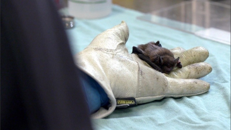 Para el estudio se analizaron la orina y las heces de los murciélagos, junto con muestras extraídas de sus bocas con hisopos. 