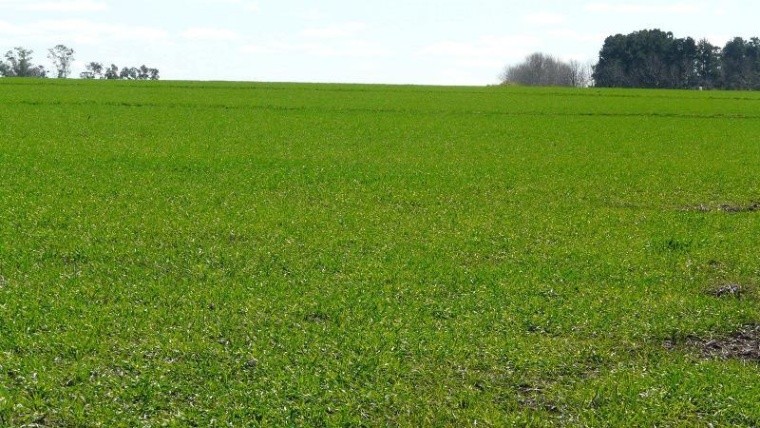 El recurso más importante de todo sistema productivo es el suelo.