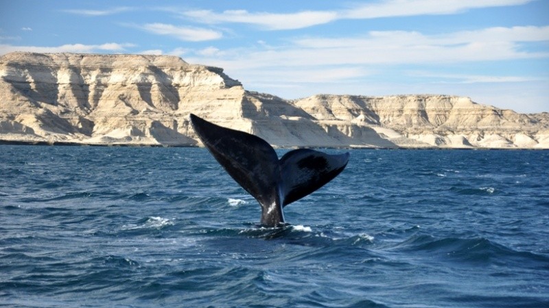 La ballena Franca Austral ingresa, en esta época del año, a los golfos San José y Nuevo, buscando aguas calmas para reproducirse
