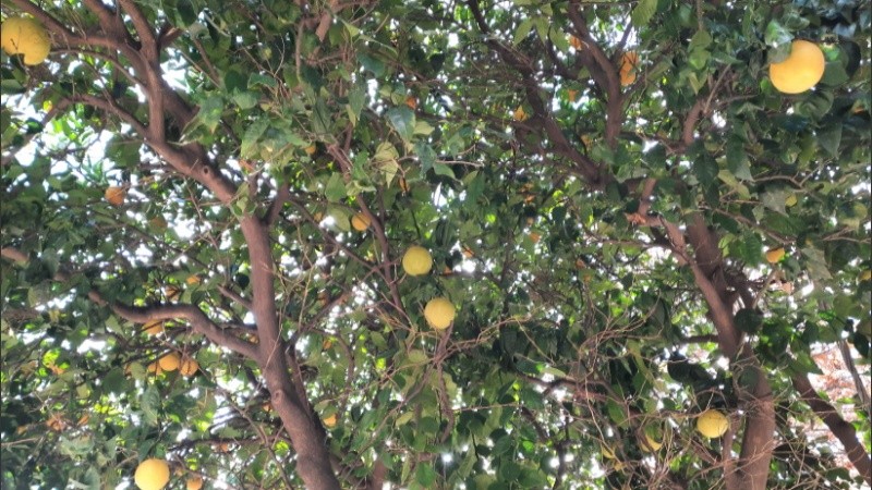 Naranjas casi listas con la helada de este sábado.