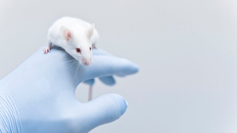 Eexperimental white mouse on the researcher