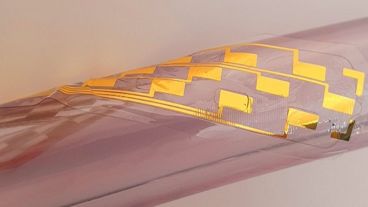 Una vez colocado, el dispositivo se expande para cubrir una amplia área de la médula espinal. (Departamento de Ingeniería de Cambridge)