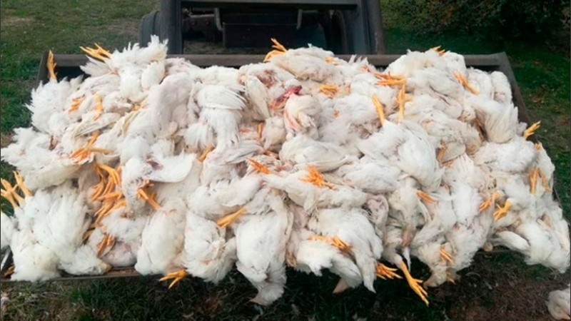 Dos niños fueron sindicados como responsables de matar a palazos a 700 gallinas en una granja cerca de la ciudad de Reconquista.