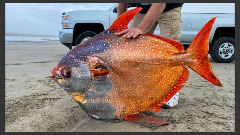 El ejemplar fue llevado a un acuario y es estudiado de manera permanente.