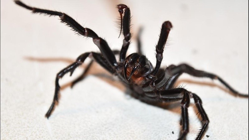 Cada año las enfermedades cardiovasculares se cobran 17,9 millones de vidas.