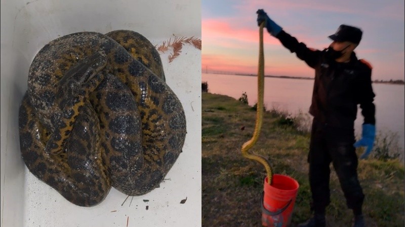 La especie habita más al centro de Sudamérica.