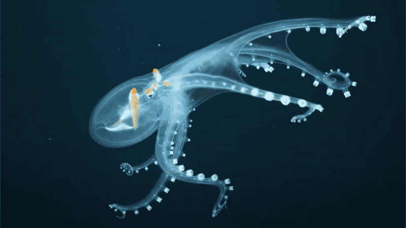 El animal se había podido fotografiar en muy pocas ocasiones debido a los niveles extremos en los que nada.