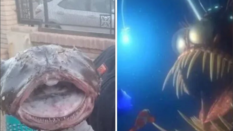 El ejemplar se trataría de un pez rape.