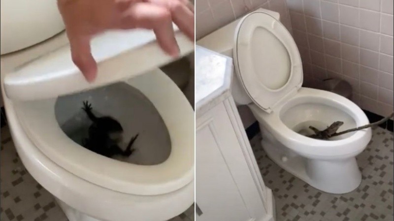 La familia llamó a un experto para poder atrapar al animal.