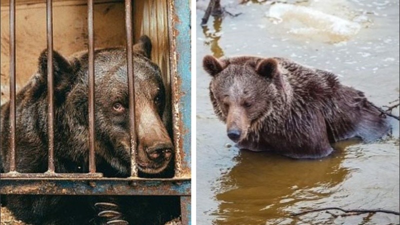 La osa se acostumbró rápidamente a su nuevo hogar tras ser liberada.