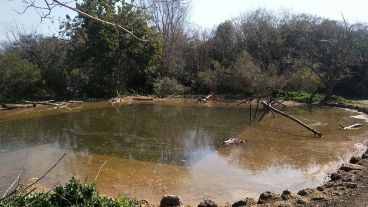 La laguna ya es visitada por los pájaros.