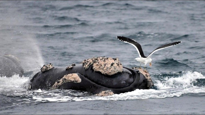 Entre 2003 y 2013 se registraron eventos de alta mortalidad de crías de ballena franca.