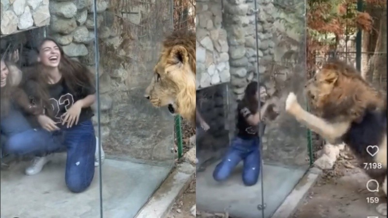 Animal City Lebanon se autodenomina como el parque y refugio para animales más grande del país, una 