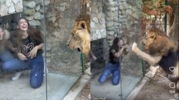 Animal City Lebanon se autodenomina como el parque y refugio para animales más grande del país, una "ciudad de animales" de 26.000 metros cuadrados.