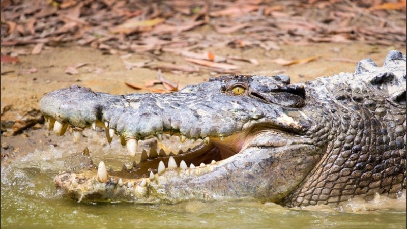 El cocodrilo más largo encontrado hasta el momento fue capturado en Queensland.