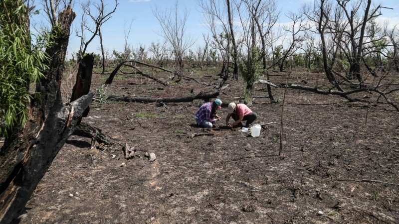 La bajante del Paraná y los incendios en las islas, parte de un fenómeno global.