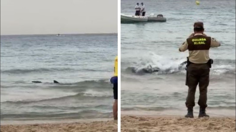 El animal fue liberado después que se le tomara una muestra de sangre.