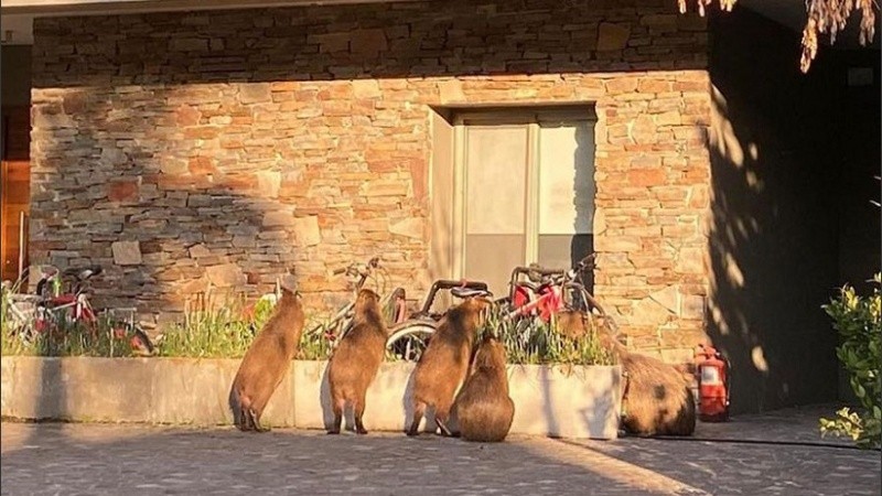 Actualmente hay unos 400 carpinchos en la zona. (La Nación)