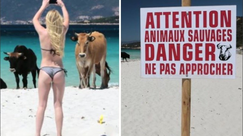 Los reportes de invasiones de vacas en las playas datan desde hace años.