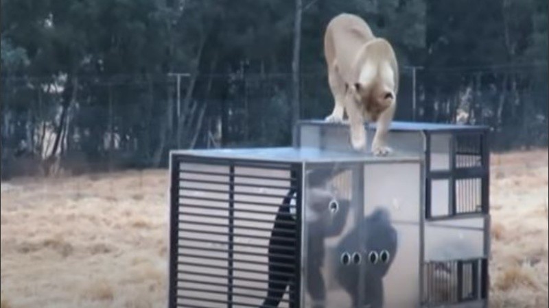 La experiencia dura 45 minutos.