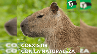 Fundación Vida Silvestre abrió un hilo en Twitter sobre los carpinchos.