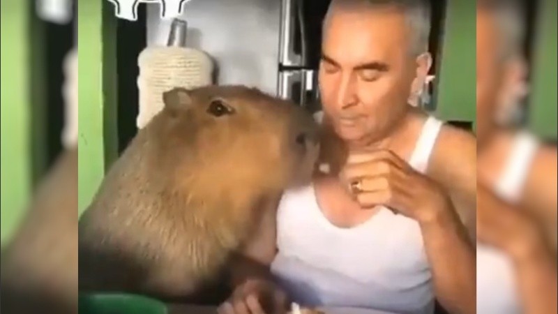 El carpincho educado espera a que le conviden con asado.