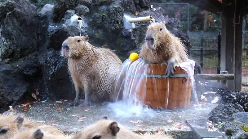  En Japón hay aguas termales especialmente diseñadas para los carpinchos.