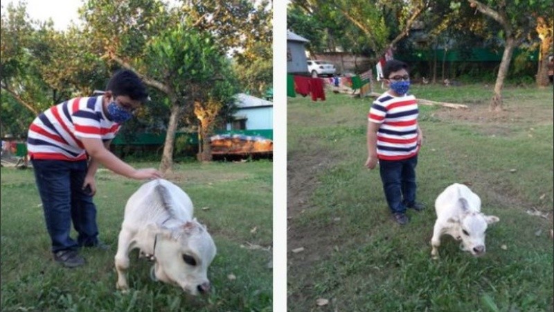La vaca medía solo 51 cm de altura y pesaba 28 kg.