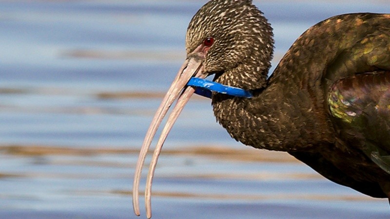 La contaminación plástica en fotos.
