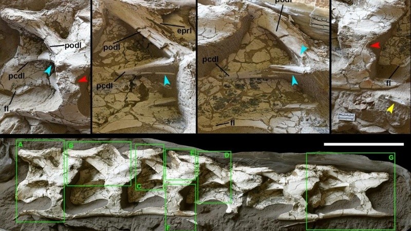 Se encontraron ejemplares de macho y hembra en excelente estado. 