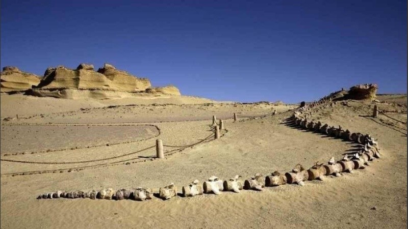 La especie tenía una longitud corporal estimada de tres metros.