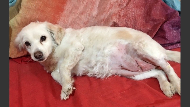 Chiquita sufrió una fuerte lesión en su abdomen. 