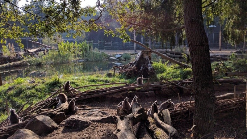 El personal del zoo trabajaba para rastrear a los lobos.