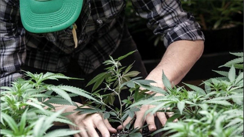 La producción de Cannabis Medicinal es liderada por Estados Unidos.