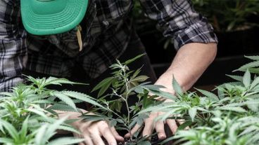 La producción de Cannabis Medicinal es liderada por Estados Unidos.