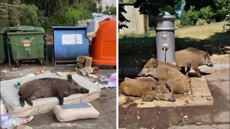 Por los jabalíes los siniestros viales aumentaron notablemente.