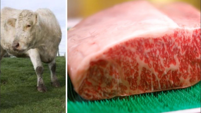 En los últimos años, la carne cultivada fue adquiriendo una enorme relevancia.