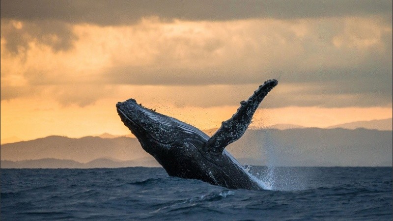 La presencia de barcos con turistas afecta el comportamiento de las ballenas.